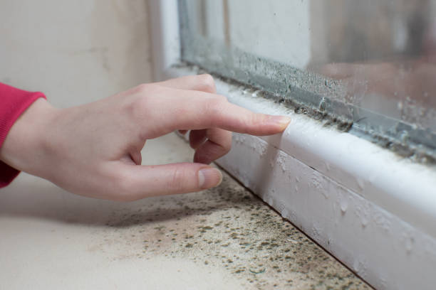 Mold Remediation for Vacation Homes